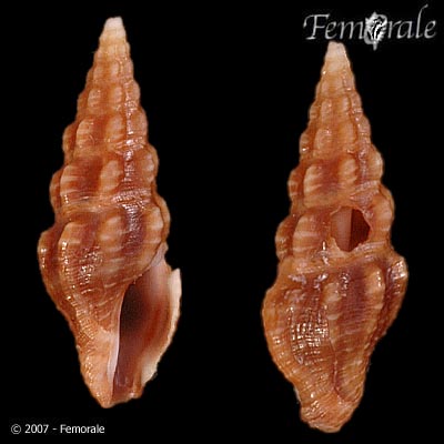 Funa tayloriana