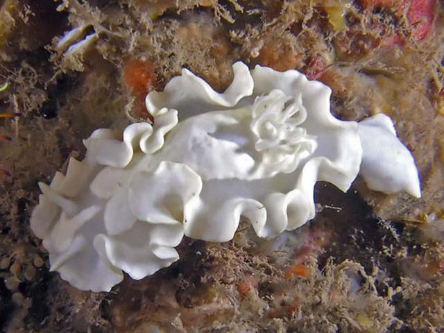 Glossodoris pallida