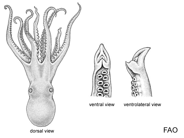 Grimpella thaumastocheir