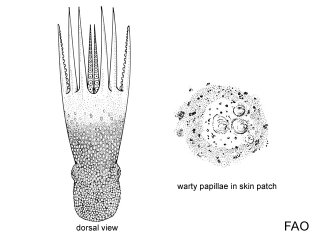 Graneledone verrucosa