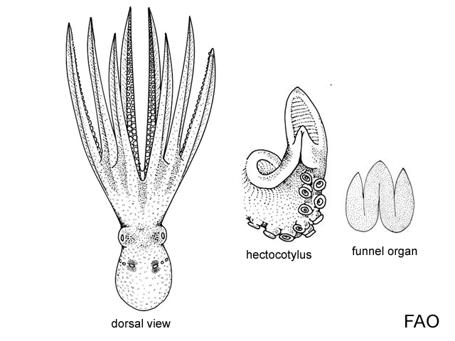 Histoctopus zipkasae