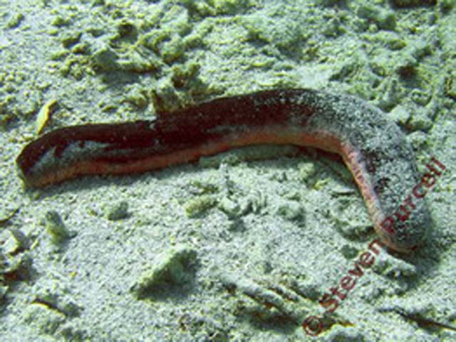 Holothuria edulis