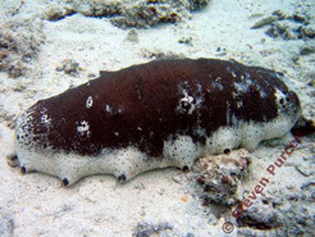 Holothuria fuscogilva