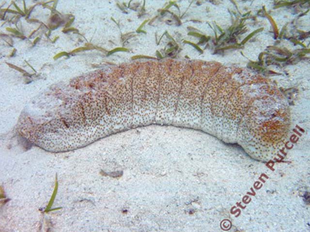 Holothuria fuscopunctata