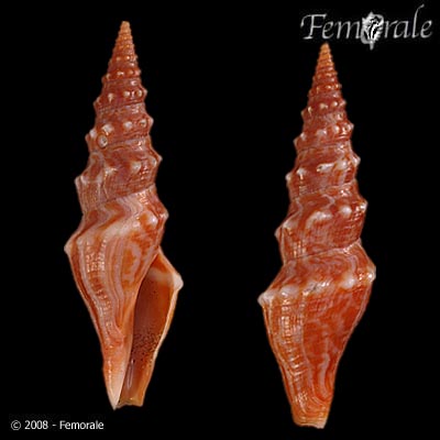 Hormospira maculosa