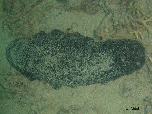 Holothuria nobilis