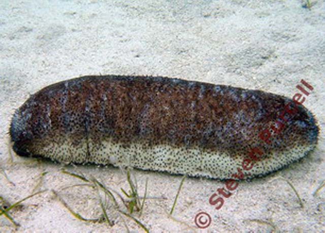 Holothuria scabra