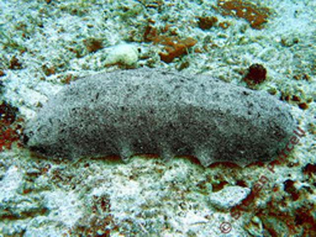 Holothuria whitmaei