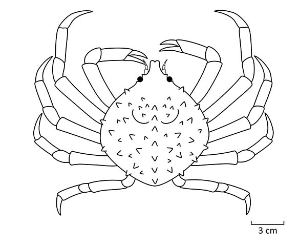 Libinia emarginata