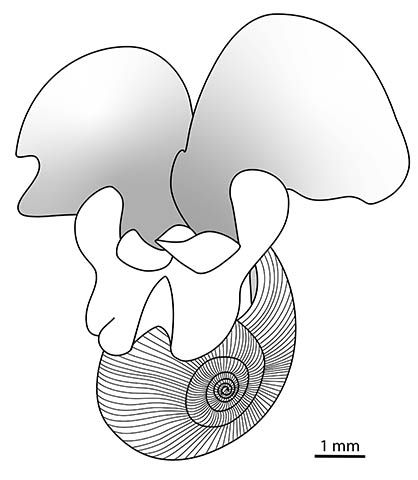 Limacina helicina