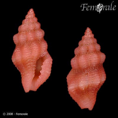 Lienardia roseocincta