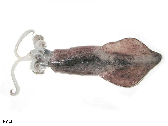 Doryteuthis pealeii