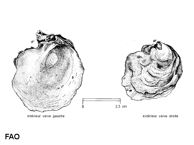 Neopycnodonte cochlear