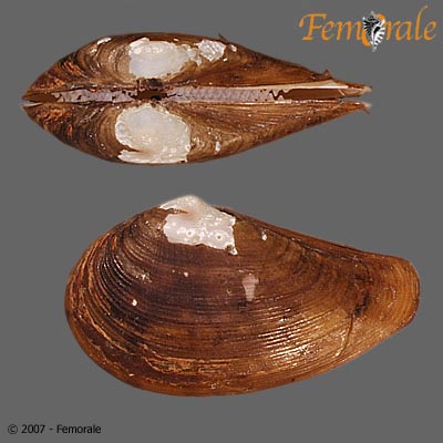 Nuculana pernula