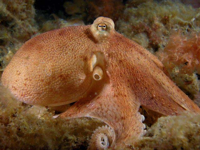 Octopus australis