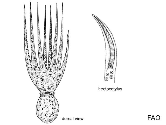 Octopus conispadiceus