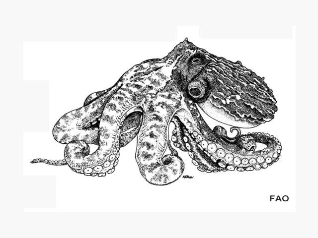 Enteroctopus magnificus