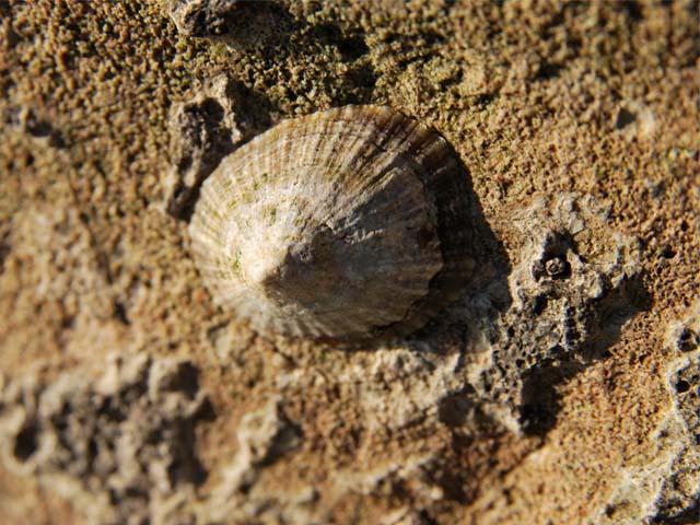 Patella caerulea