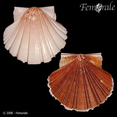 Pecten albicans