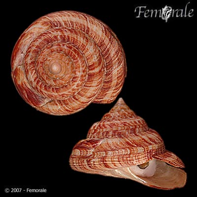 Perotrochus atlanticus