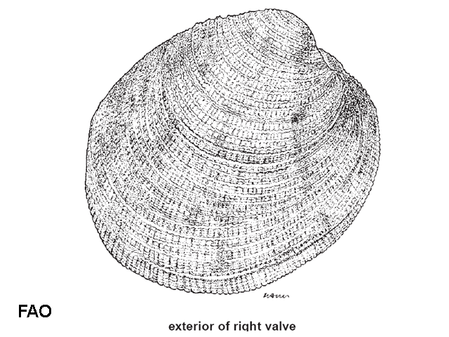 Periglypta puerpera