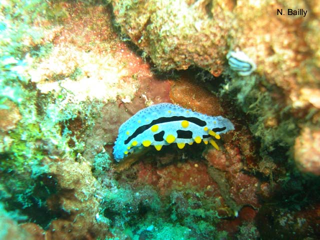 Phyllidia coelestis