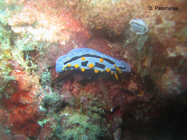 Phyllidia exquisita