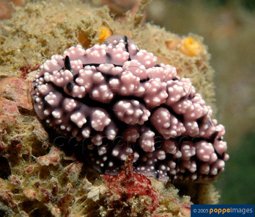 Phyllidiopsis krempfi