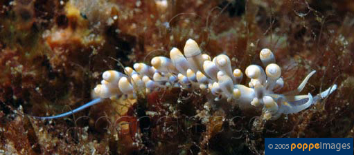 Phyllodesmium magnum