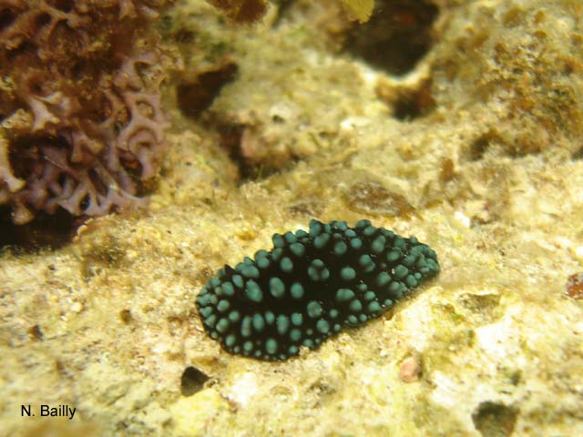 Phyllidiella pustulosa