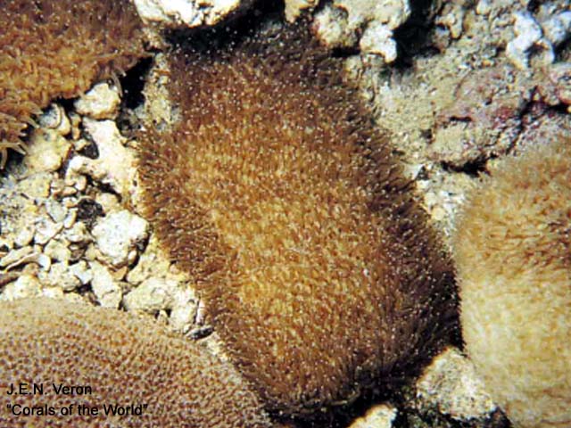 Polyphyllia novaehiberniae