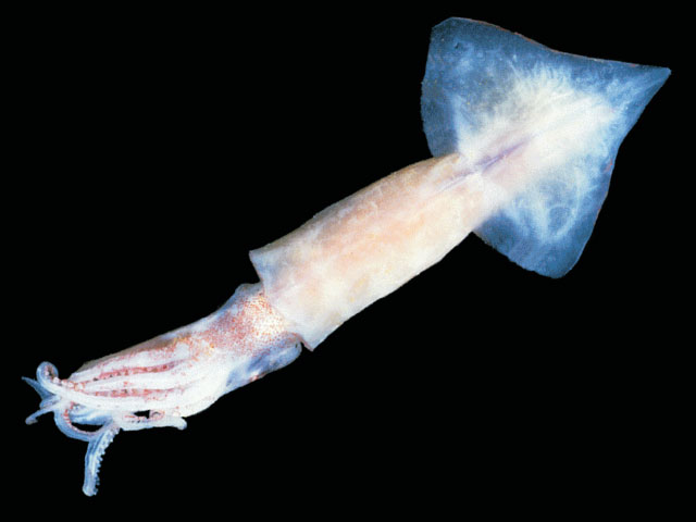 Psychroteuthis glacialis