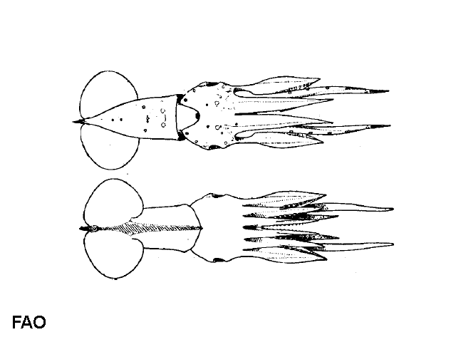 Pyroteuthis margaritifera