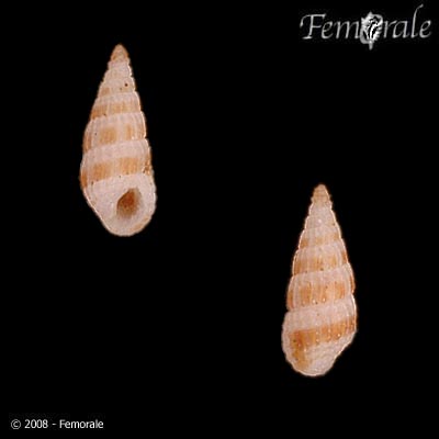 Apataxia cerithiiformis