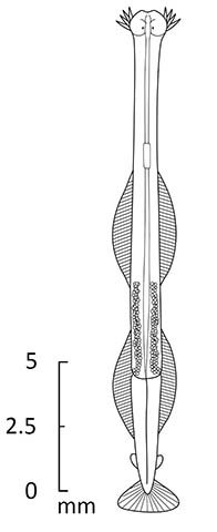 Sagitta bipunctata