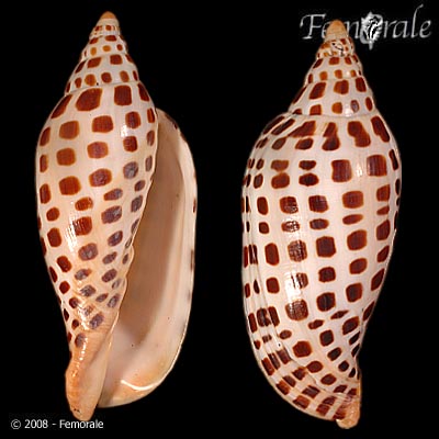 Scaphella junonia