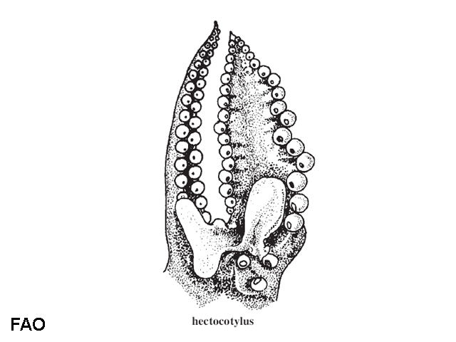 Sepiola ligulata