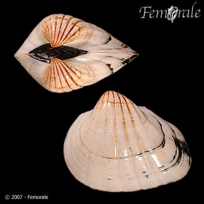 Senilia senilis