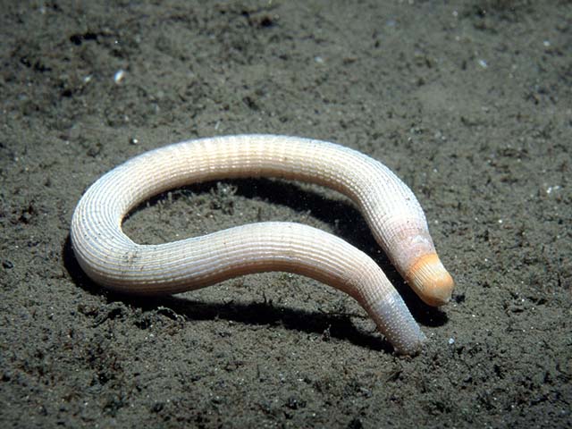 Sipunculus nudus