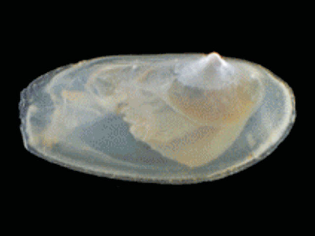 Silicula rouchi