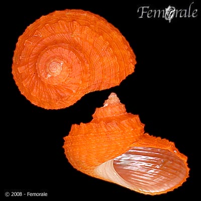 Stomatolina angulata