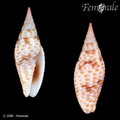 Imbricaria annulata