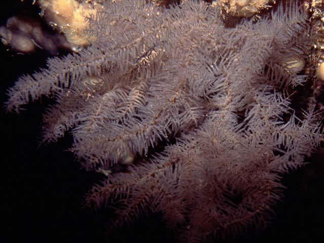 Tanacetipathes cavernicola