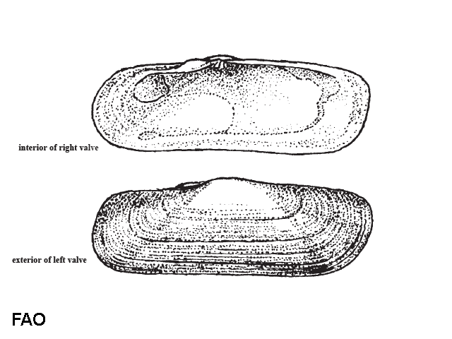 Tagelus plebeius