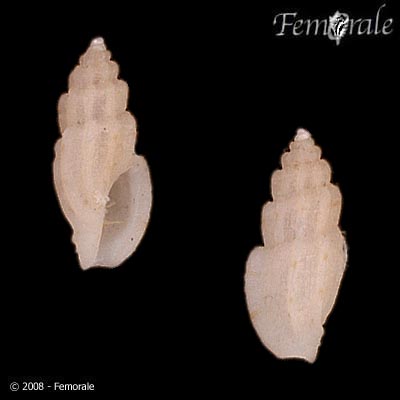 Tenaturris dysoni