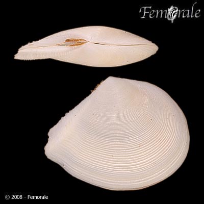 Merisca piratica