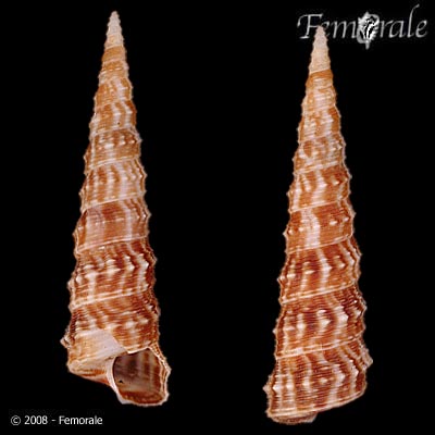 Turritella nodulosa