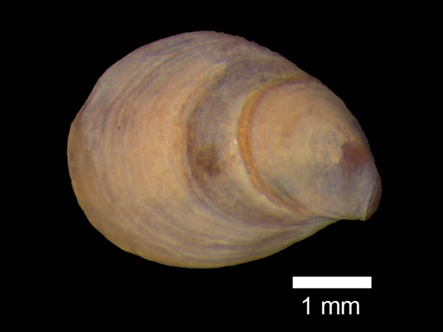 Verticipronus cowuti