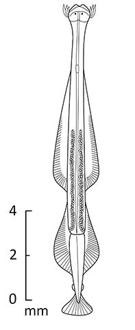 Zonag_u0.jpg