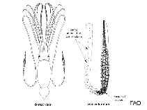 Image of Architeuthis stockii 